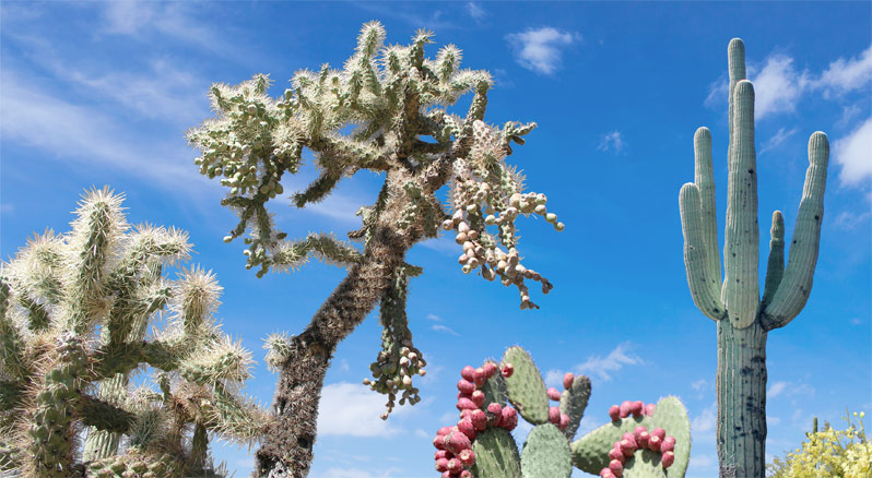 2022 SW Conference on Botanical Medicine