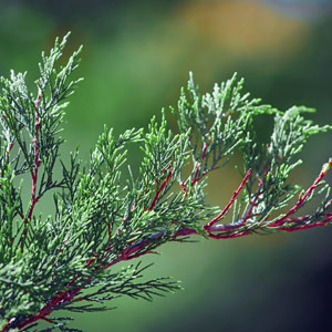 thuja