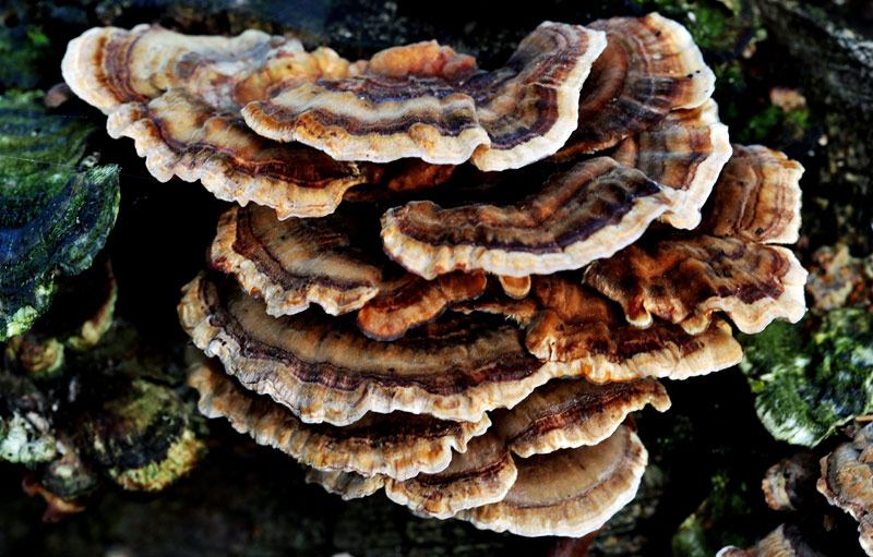 Turkey tail