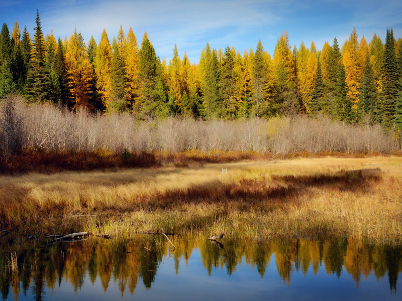 Western Larch in Canada