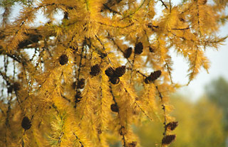 Larix occidentalis